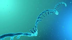 RNA sequencing