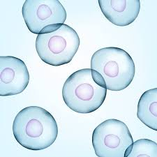 Single cell RNA sequencing